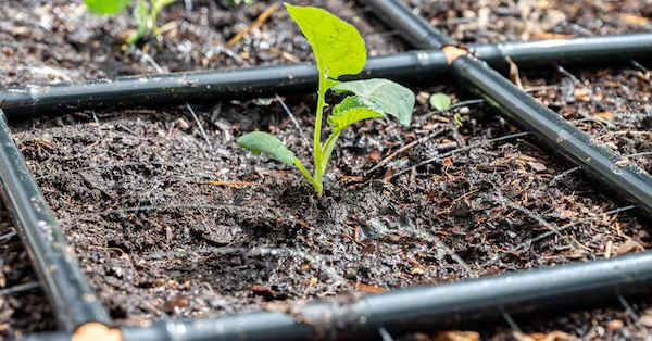 Closeup of lettuce seeding being watered in a garden grid