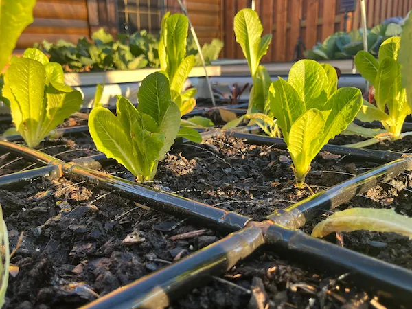 Watering lettuce in a garden grid